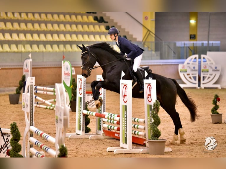 Tschechisches Warmblut Wallach 6 Jahre 178 cm Schwarzbrauner in Hollabrunn