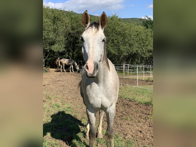 Tschechisches Warmblut Wallach 6 Jahre 180 cm Schimmel in Prešov