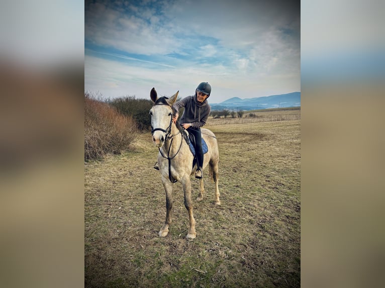 Tschechisches Warmblut Wallach 6 Jahre 180 cm Schimmel in Prešov