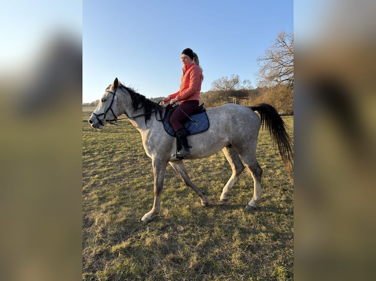 Tschechisches Warmblut Wallach 6 Jahre 180 cm Schimmel in Prešov