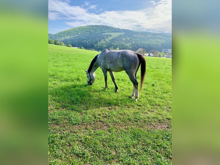 Tschechisches Warmblut Wallach 6 Jahre 180 cm Schimmel in Prešov