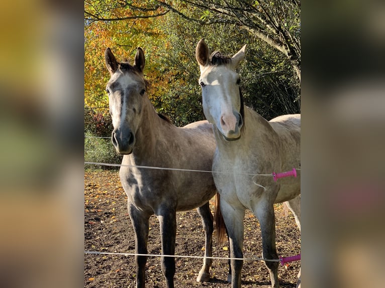 Tschechisches Warmblut Wallach 6 Jahre 180 cm Schimmel in Prešov