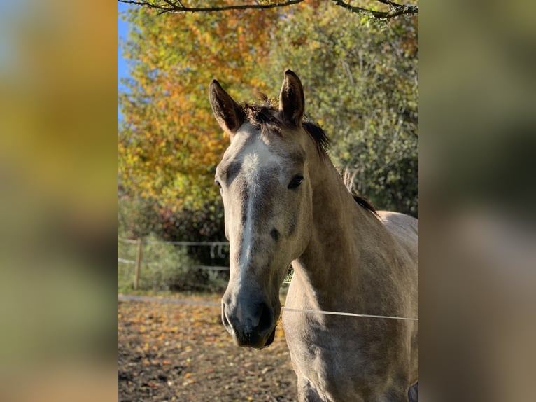Tschechisches Warmblut Wallach 6 Jahre 180 cm Schimmel in Prešov