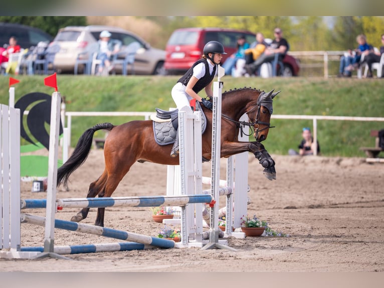 Tschechisches Warmblut Mix Wallach 7 Jahre 155 cm Rotbrauner in Louny