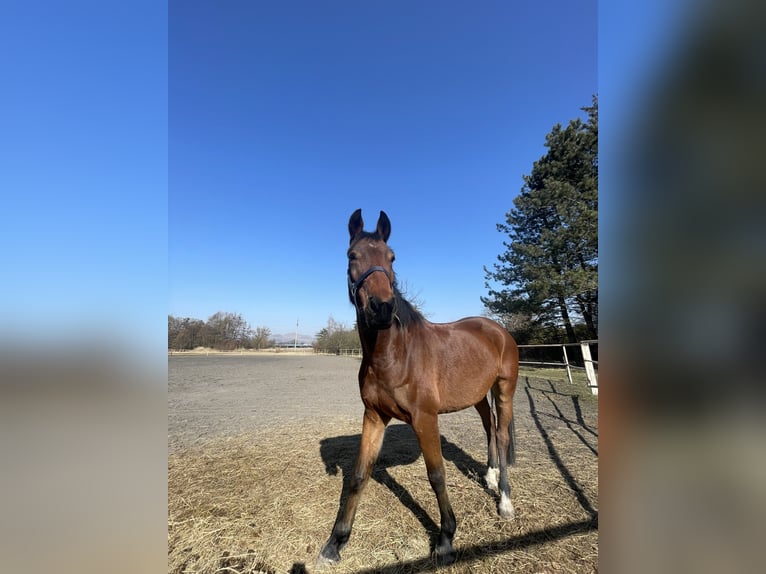 Tschechisches Warmblut Mix Wallach 7 Jahre 155 cm Rotbrauner in Louny