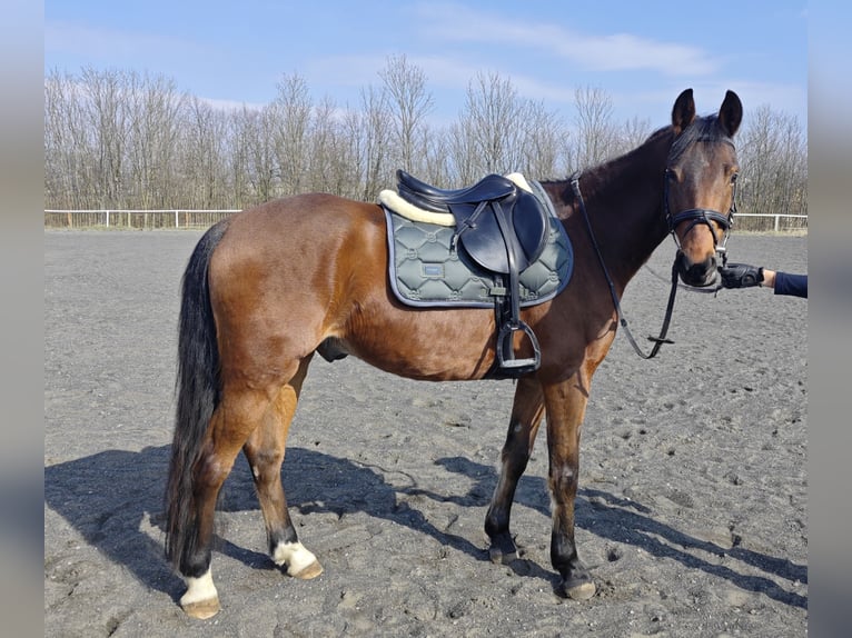 Tschechisches Warmblut Mix Wallach 7 Jahre 155 cm Rotbrauner in Louny