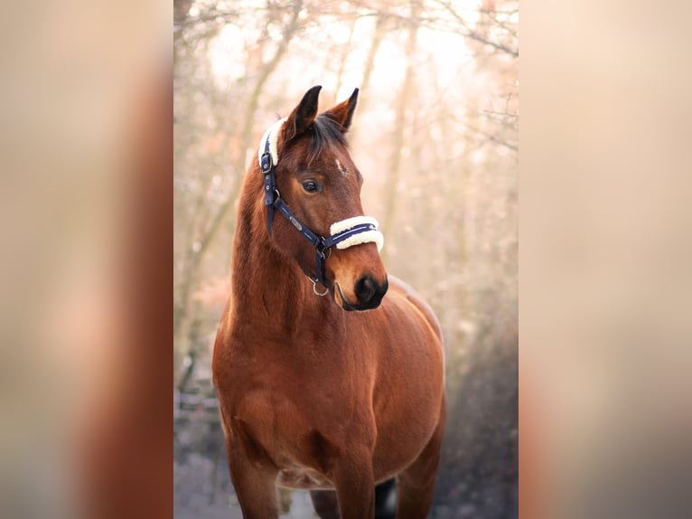 Tschechisches Warmblut Mix Wallach 7 Jahre 155 cm Rotbrauner in Louny