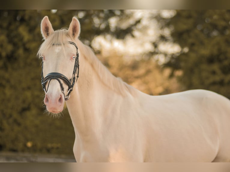 Tschechisches Warmblut Wallach 7 Jahre 164 cm Palomino in Moosach