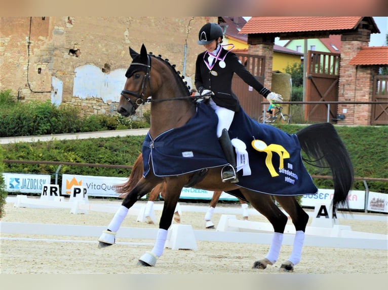 Tschechisches Warmblut Wallach 7 Jahre 164 cm Rotbrauner in Milín