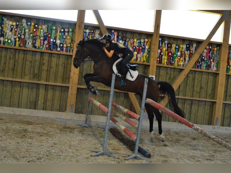 Tschechisches Warmblut Wallach 7 Jahre 164 cm Rotbrauner in Milín