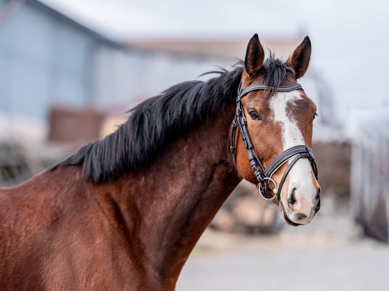 Tschechisches Warmblut Wallach 7 Jahre 164 cm Rotbrauner in Zduchovice