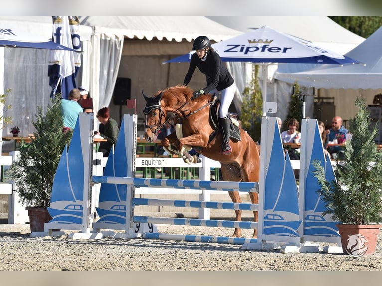 Tschechisches Warmblut Wallach 7 Jahre 165 cm Fuchs in Schärding