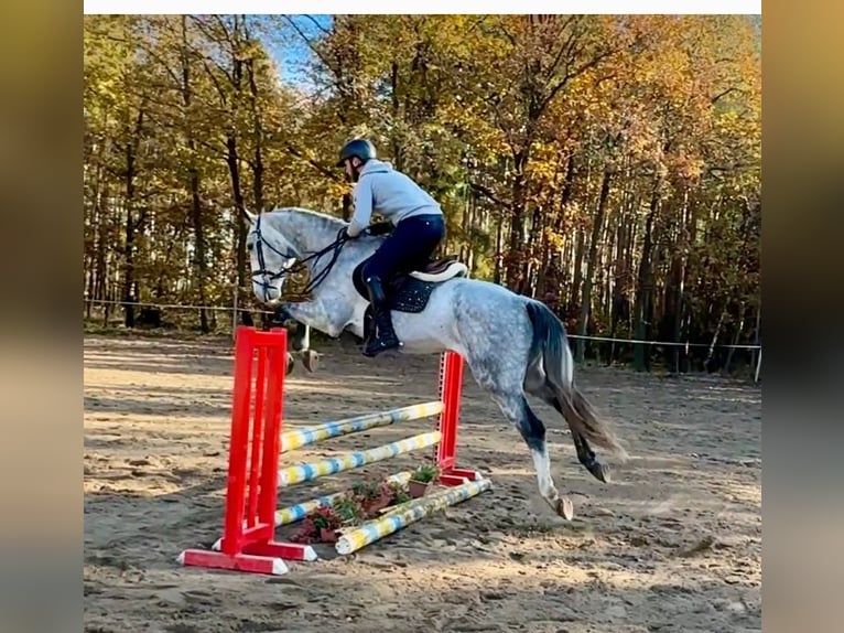 Tschechisches Warmblut Wallach 7 Jahre 165 cm Schimmel in Mladá Boleslav