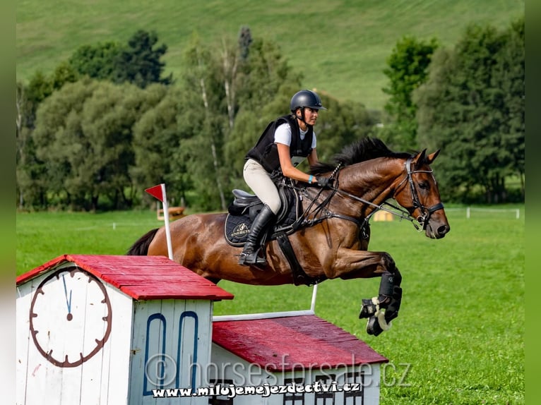 Tschechisches Warmblut Wallach 7 Jahre 166 cm Brauner in Region Prag