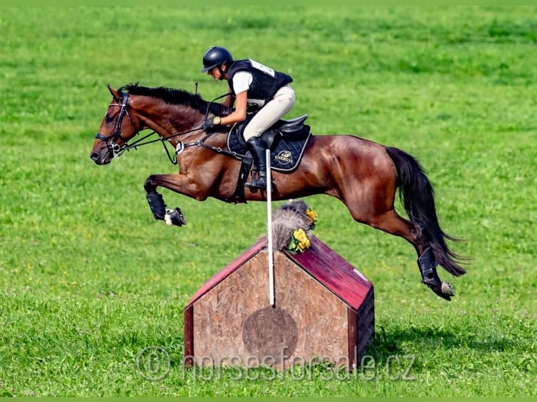 Tschechisches Warmblut Wallach 7 Jahre 166 cm Brauner in Region Prag