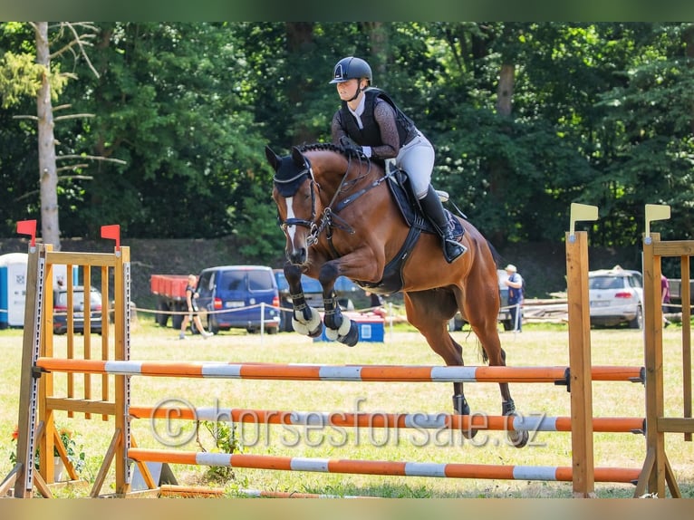 Tschechisches Warmblut Wallach 7 Jahre 167 cm Brauner in Pelhrimov