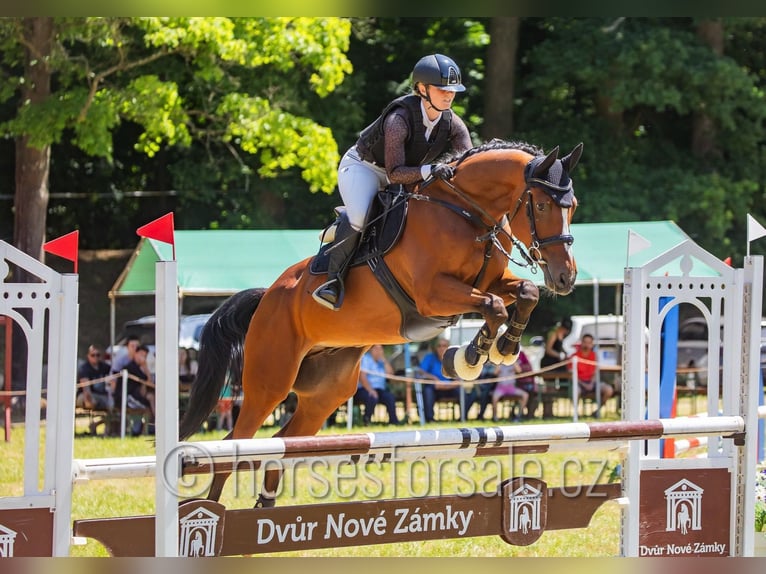 Tschechisches Warmblut Wallach 7 Jahre 167 cm Brauner in Pelhrimov
