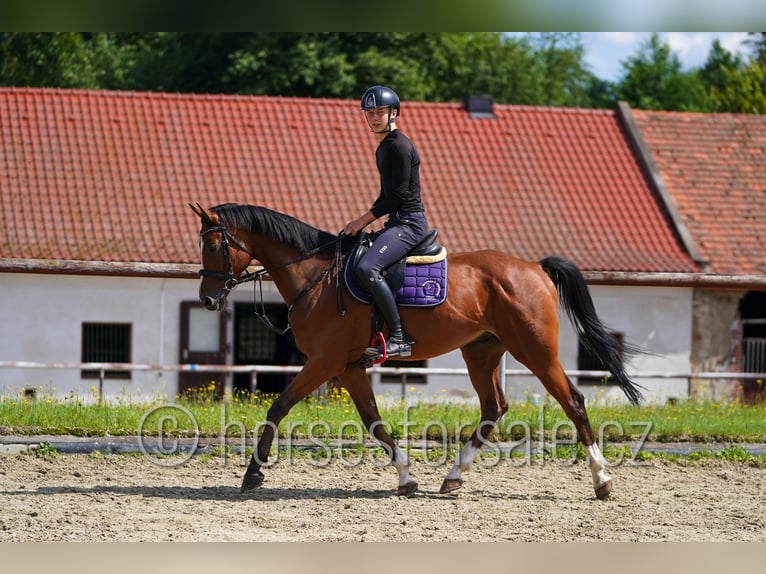 Tschechisches Warmblut Wallach 7 Jahre 167 cm Brauner in Pelhrimov