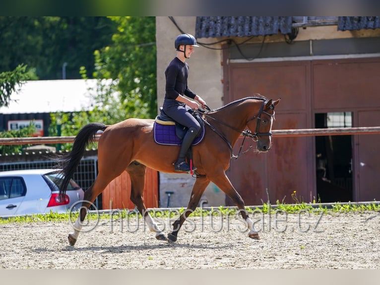 Tschechisches Warmblut Wallach 7 Jahre 167 cm Brauner in Pelhrimov