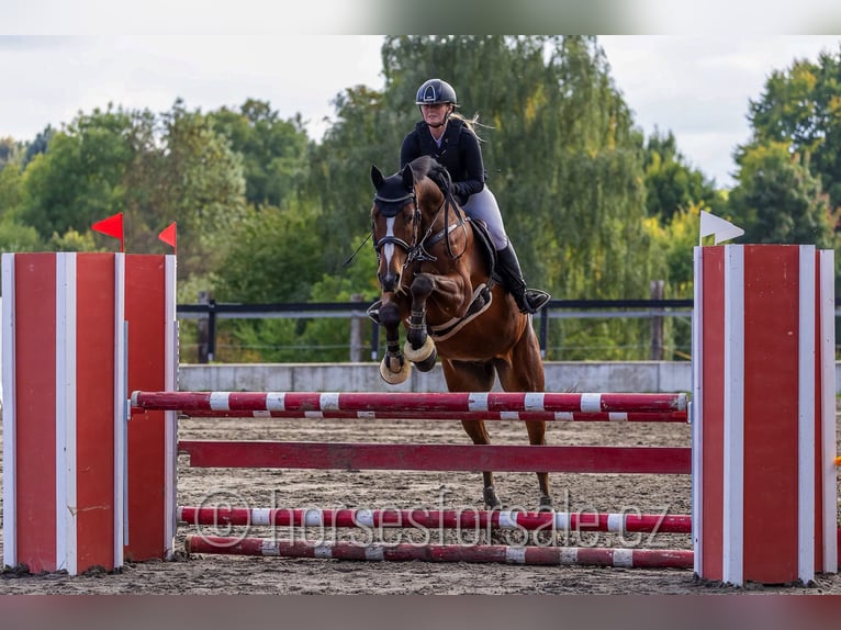 Tschechisches Warmblut Wallach 7 Jahre 167 cm Brauner in Pelhrimov