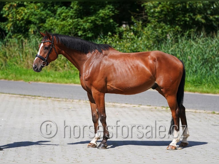 Tschechisches Warmblut Wallach 7 Jahre 167 cm Brauner in Pelhrimov