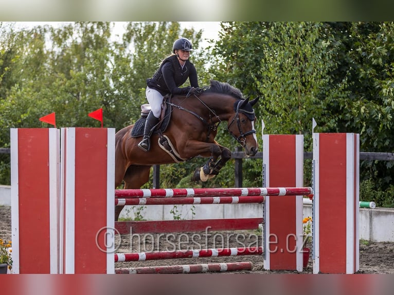 Tschechisches Warmblut Wallach 7 Jahre 167 cm Brauner in Pelhrimov