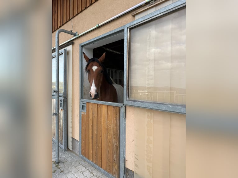 Tschechisches Warmblut Wallach 7 Jahre 167 cm Schecke in Traidendorf