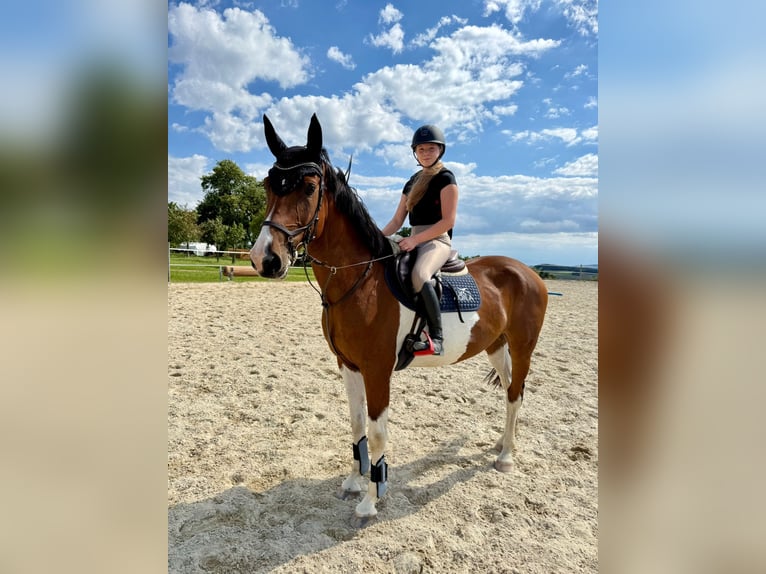 Tschechisches Warmblut Wallach 7 Jahre 167 cm Schecke in Traidendorf