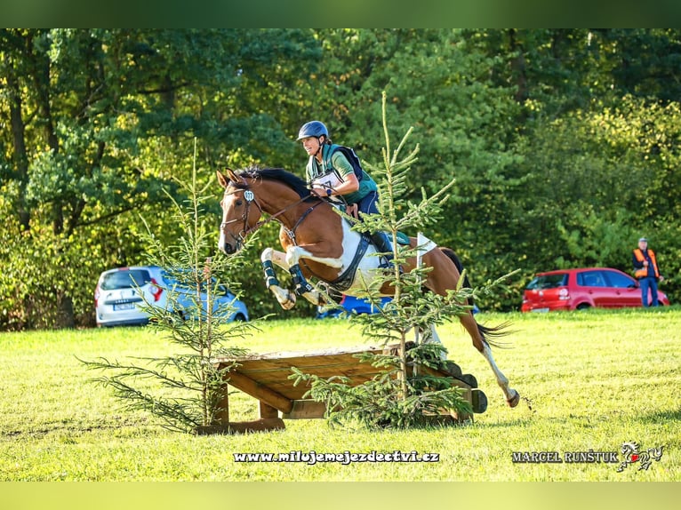Tschechisches Warmblut Wallach 7 Jahre 167 cm Schecke in Traidendorf