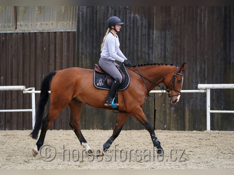 Tschechisches Warmblut Wallach 7 Jahre 168 cm Brauner in Prag