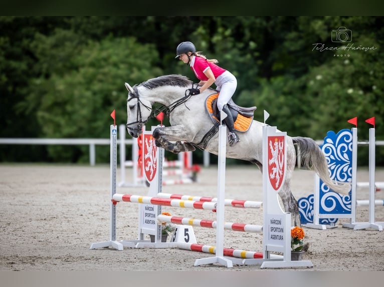 Tschechisches Warmblut Wallach 7 Jahre 168 cm Schimmel in Prague