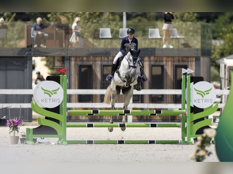 Tschechisches Warmblut Wallach 7 Jahre 168 cm Schimmel in Prague