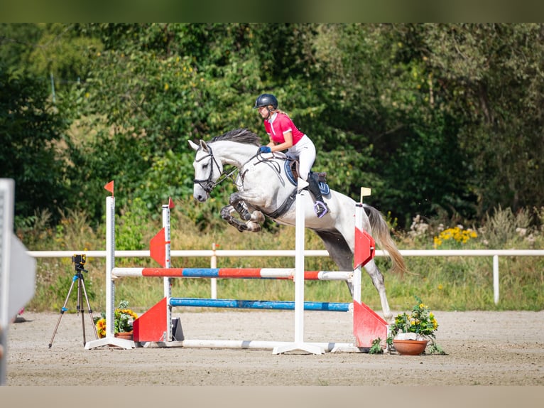 Tschechisches Warmblut Wallach 7 Jahre 168 cm Schimmel in Prague