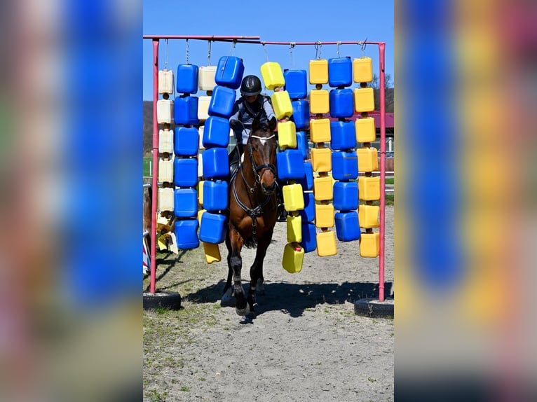Tschechisches Warmblut Wallach 7 Jahre 170 cm Brauner in Brno
