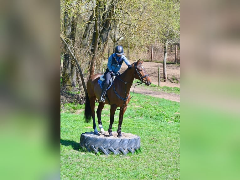 Tschechisches Warmblut Wallach 7 Jahre 170 cm Brauner in Brno