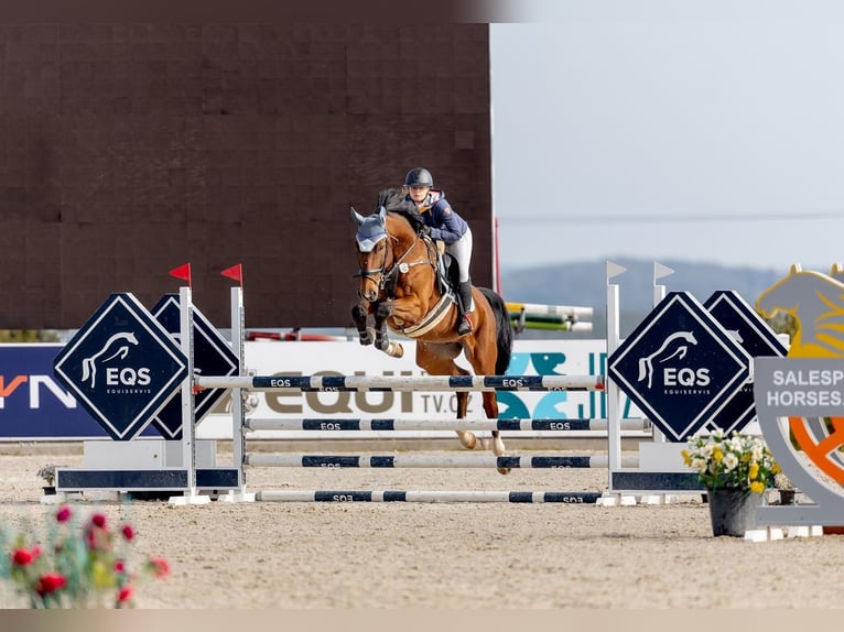 Tschechisches Warmblut Wallach 7 Jahre 170 cm Rotbrauner in Mladá Boleslav