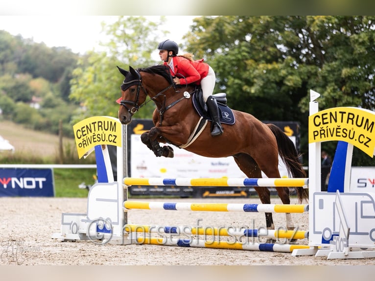 Tschechisches Warmblut Wallach 7 Jahre 171 cm Brauner in Ceske Budejovice