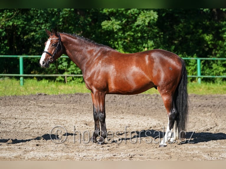 Tschechisches Warmblut Wallach 7 Jahre 173 cm Dunkelfuchs in Ceske Budejovice