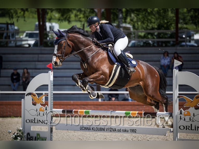 Tschechisches Warmblut Wallach 7 Jahre 173 cm Dunkelfuchs in Ceske Budejovice
