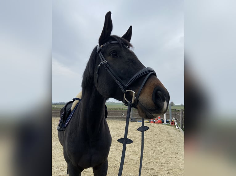 Tschechisches Warmblut Wallach 7 Jahre 178 cm Schwarzbrauner in Immendorf