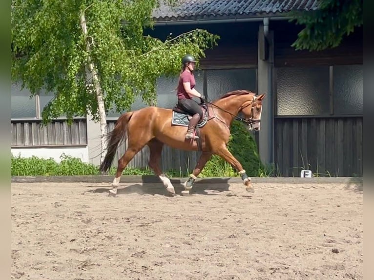 Tschechisches Warmblut Wallach 7 Jahre 180 cm Fuchs in Pelmberg