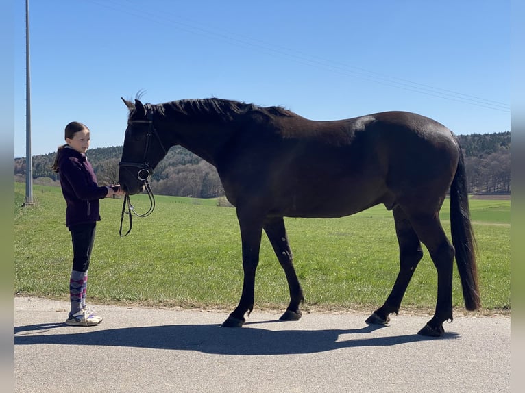 Tschechisches Warmblut Wallach 8 Jahre 161 cm Rappe in Deuerling