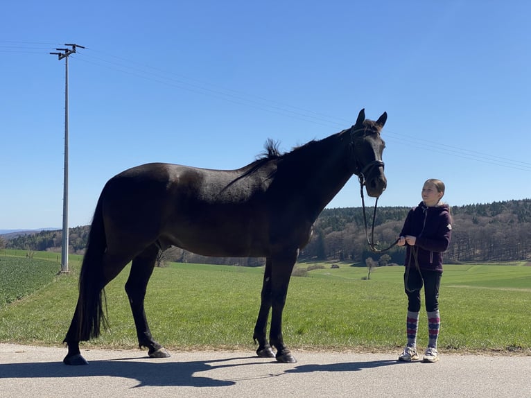 Tschechisches Warmblut Wallach 8 Jahre 161 cm Rappe in Deuerling