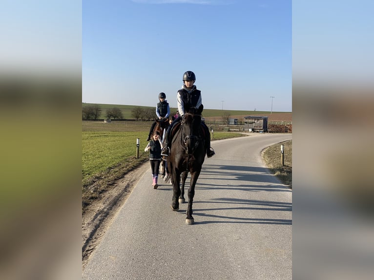 Tschechisches Warmblut Wallach 8 Jahre 161 cm Rappe in Deuerling