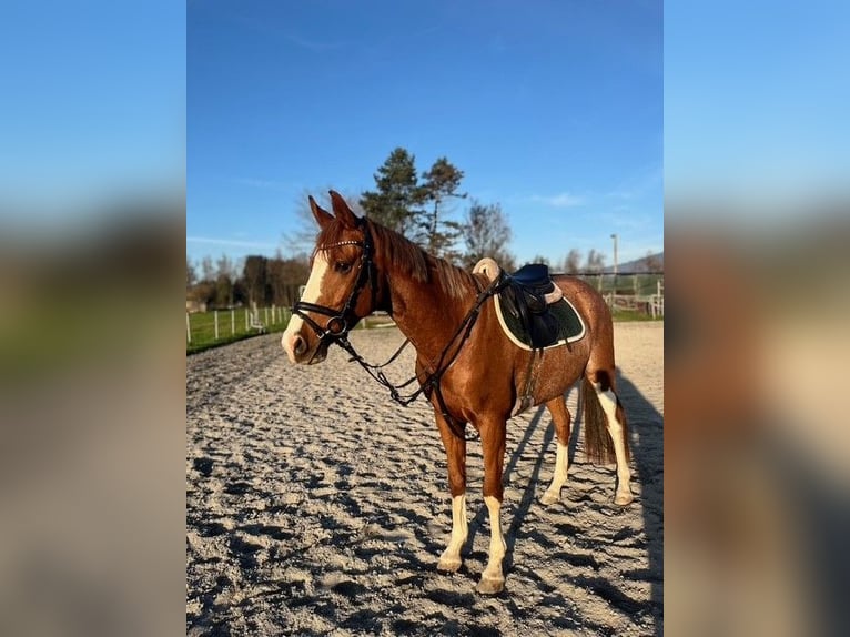 Tschechisches Warmblut Wallach 8 Jahre 162 cm Fuchs in Hohenems