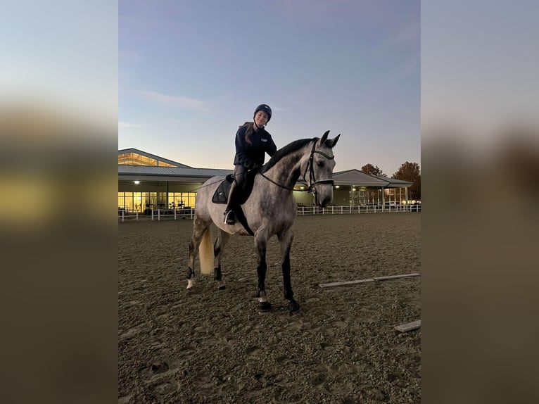 Tschechisches Warmblut Wallach 8 Jahre 163 cm Apfelschimmel in Siegersdorf