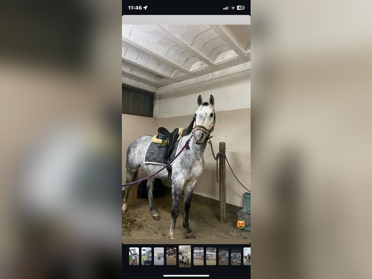 Tschechisches Warmblut Wallach 8 Jahre 163 cm Apfelschimmel in Siegersdorf