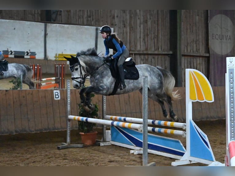 Tschechisches Warmblut Wallach 8 Jahre 163 cm Apfelschimmel in Siegersdorf