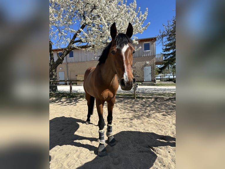 Tschechisches Warmblut Wallach 8 Jahre 163 cm Brauner in Montabaur