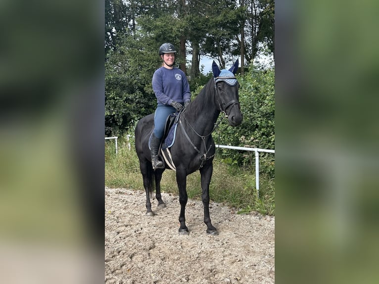 Tschechisches Warmblut Wallach 8 Jahre 164 cm Rappe in Pelmberg